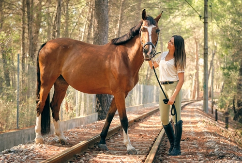 Chevaux heureux et en bonne sante