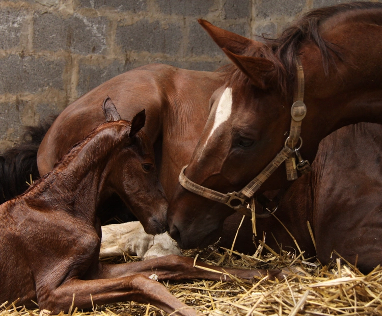 Gestation et accouchement des juments